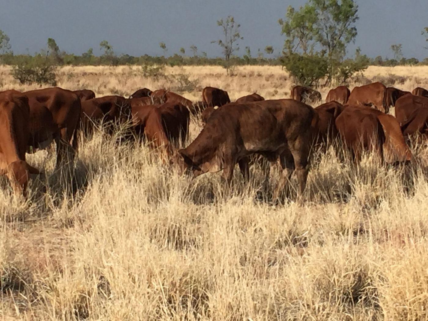Red cattle grazing in dry grass with scrub behind them