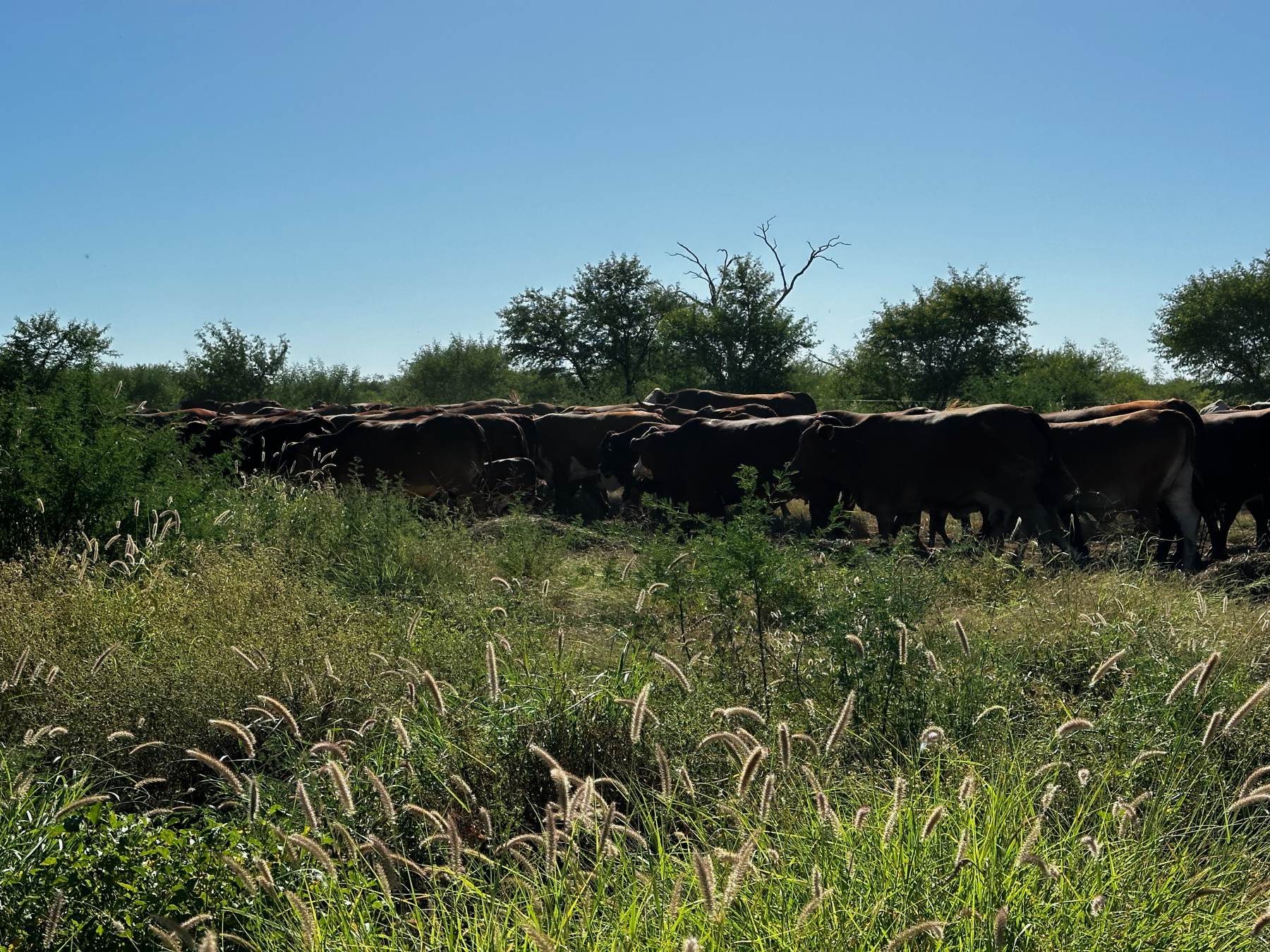 A mob of cattle moving through long grass under a clear sky